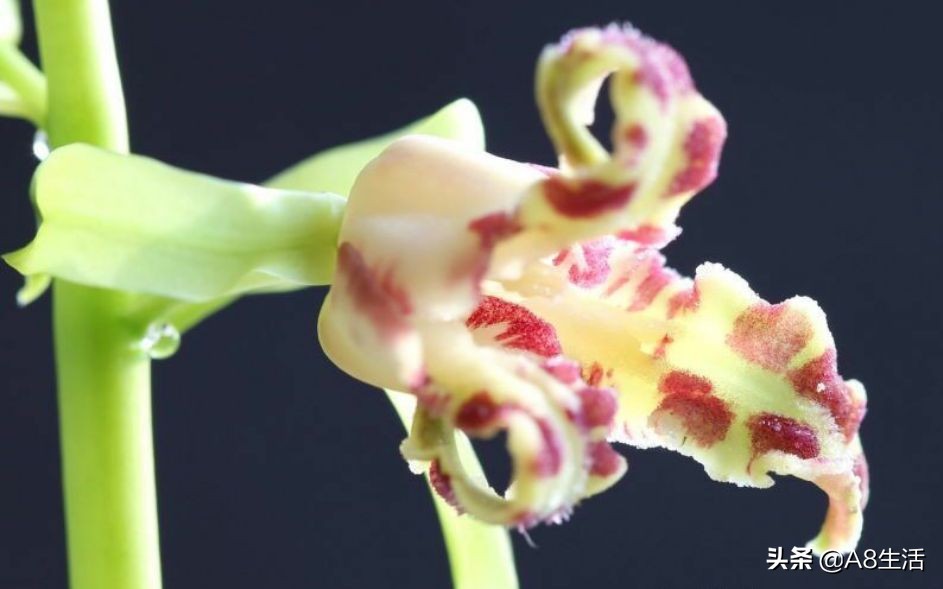 蕙兰兰花品种排名,蕙兰花精品品种