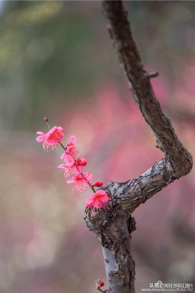 南京梅花山梅花开了吗,来南京梅花山赏梅花