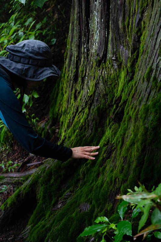 苔藓生活在阴暗潮湿的环境中,苔藓岁月