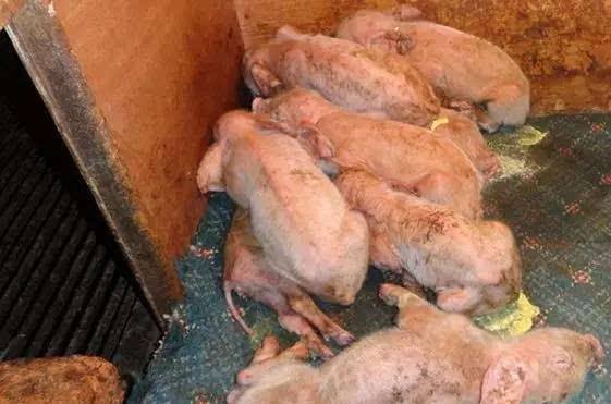 仔猪黄白痢的原因和治疗方案,仔猪得了黄白痢该怎么处理