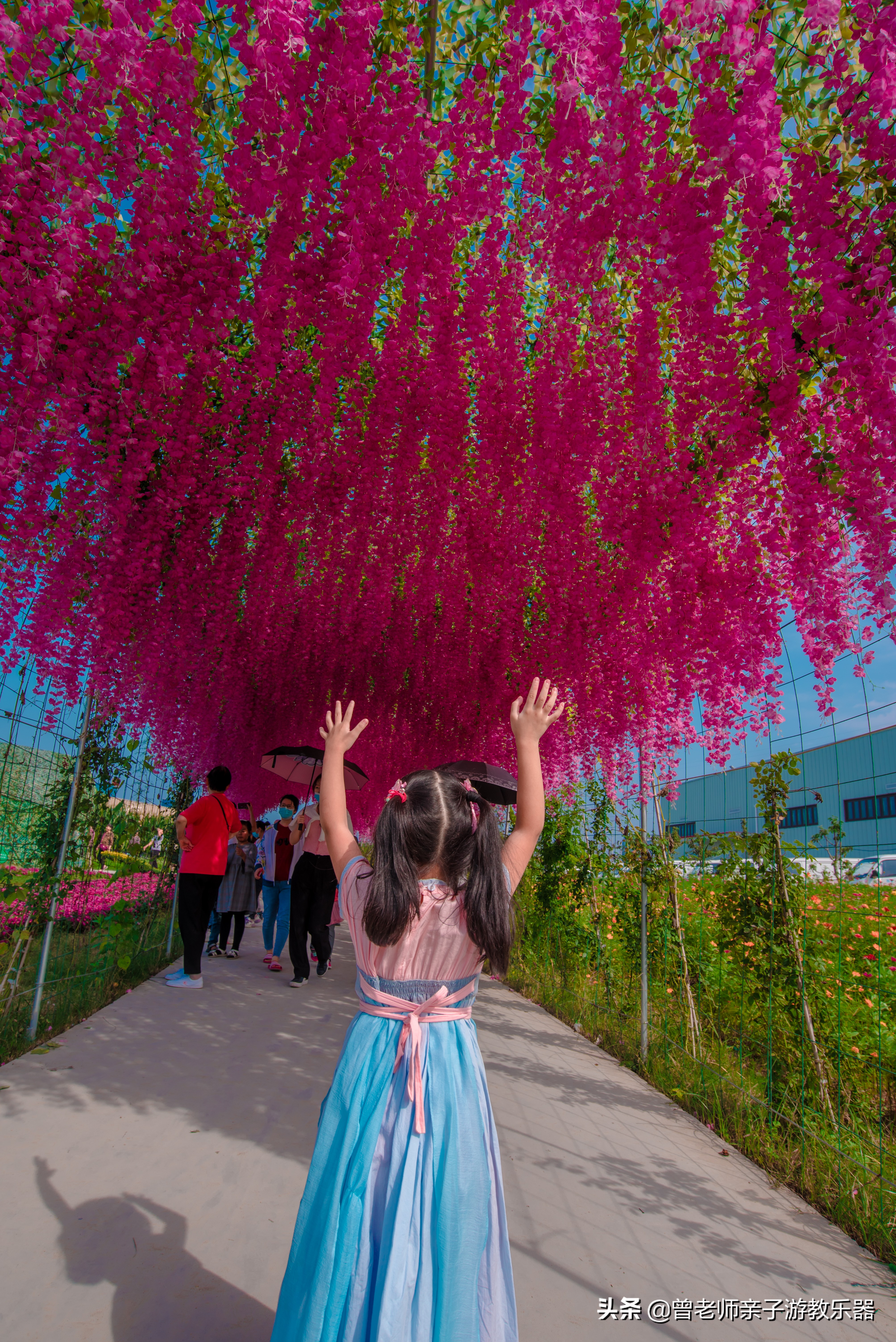 西安菊花节9.9元门票,爱菊菊花节怎么去