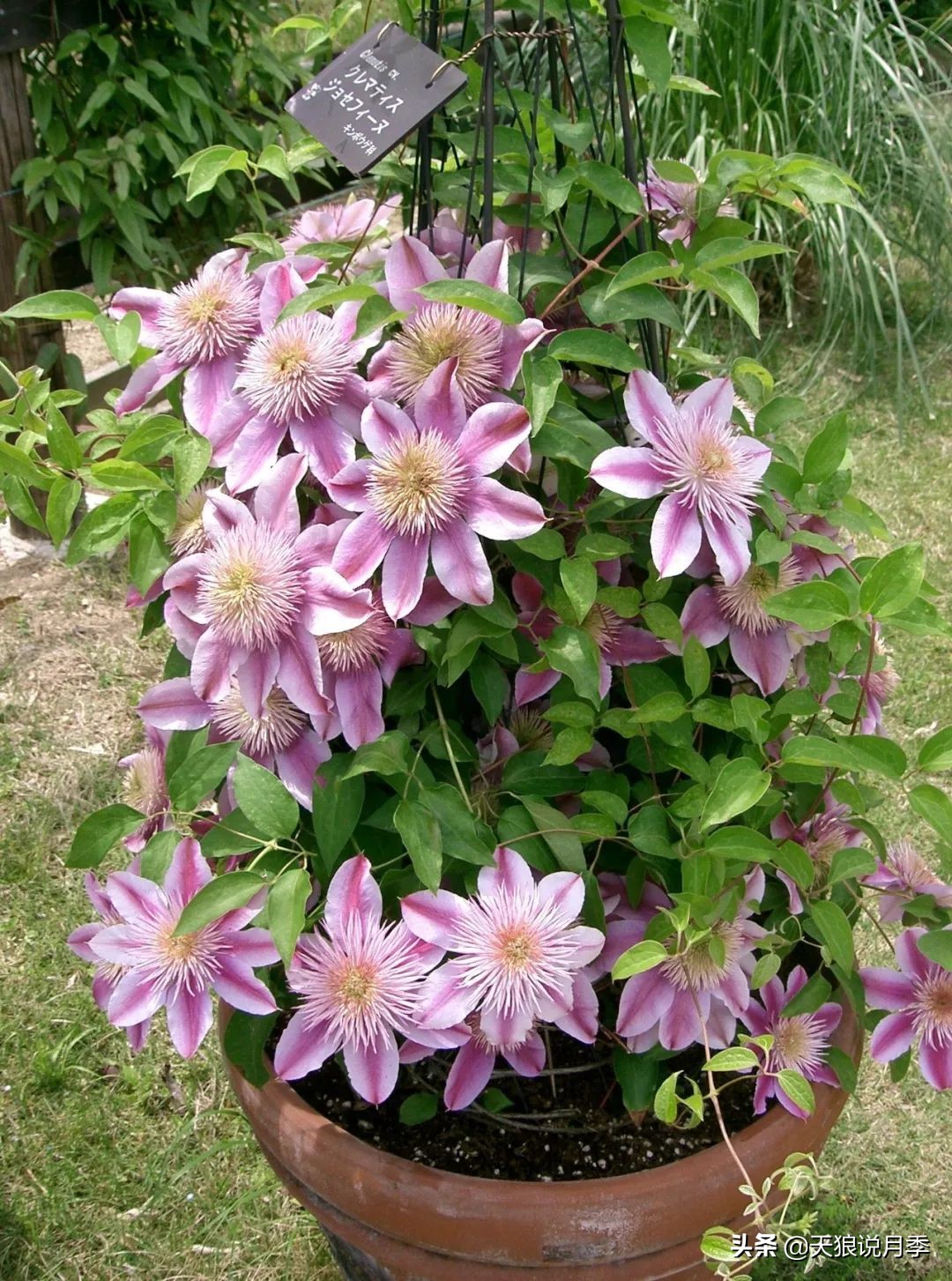 铁线莲折扣,铁线莲哪款值得入手