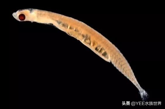 7-10厘米鱼苗,5至7公分鱼苗一年长多大