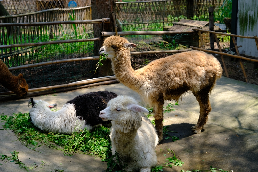 福建六鳌海滩,得天独厚图片