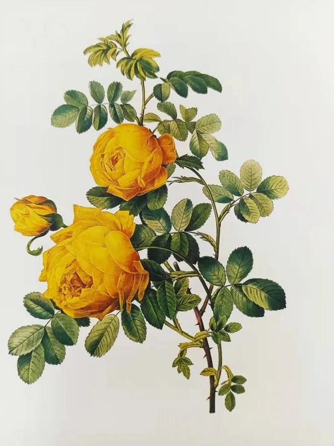 四朵粉红色的玫瑰花的花语,香槟色玫瑰花的花语和寓意