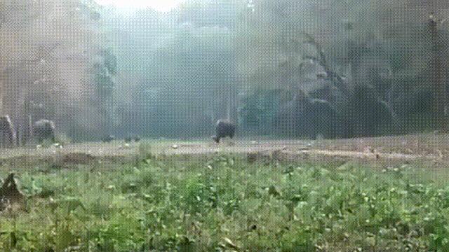 阿努纳奇创造人类7次文明,阿努纳奇人类起源