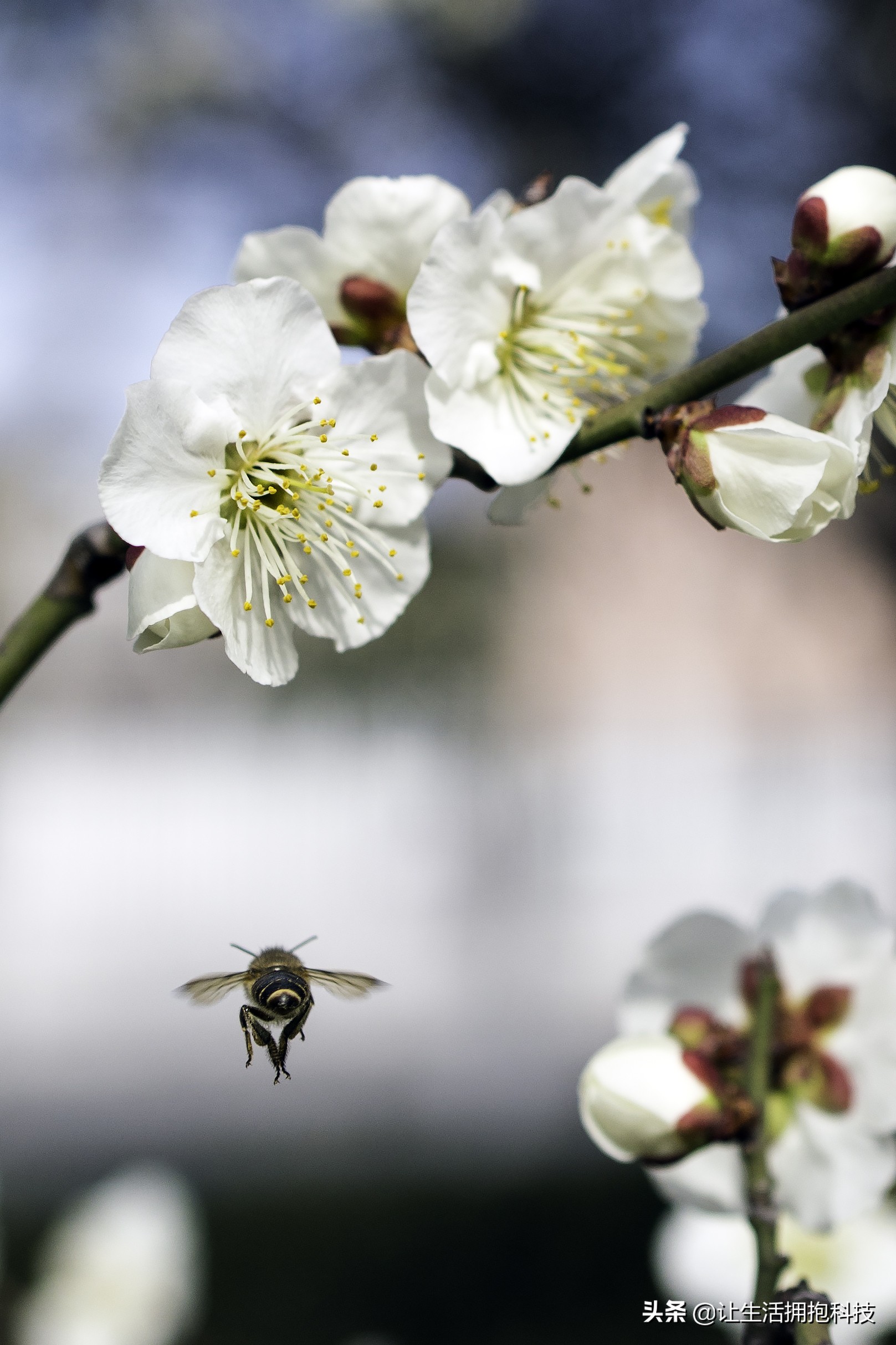 适合拍摄的微距,没有微距怎么拍摄微距效果