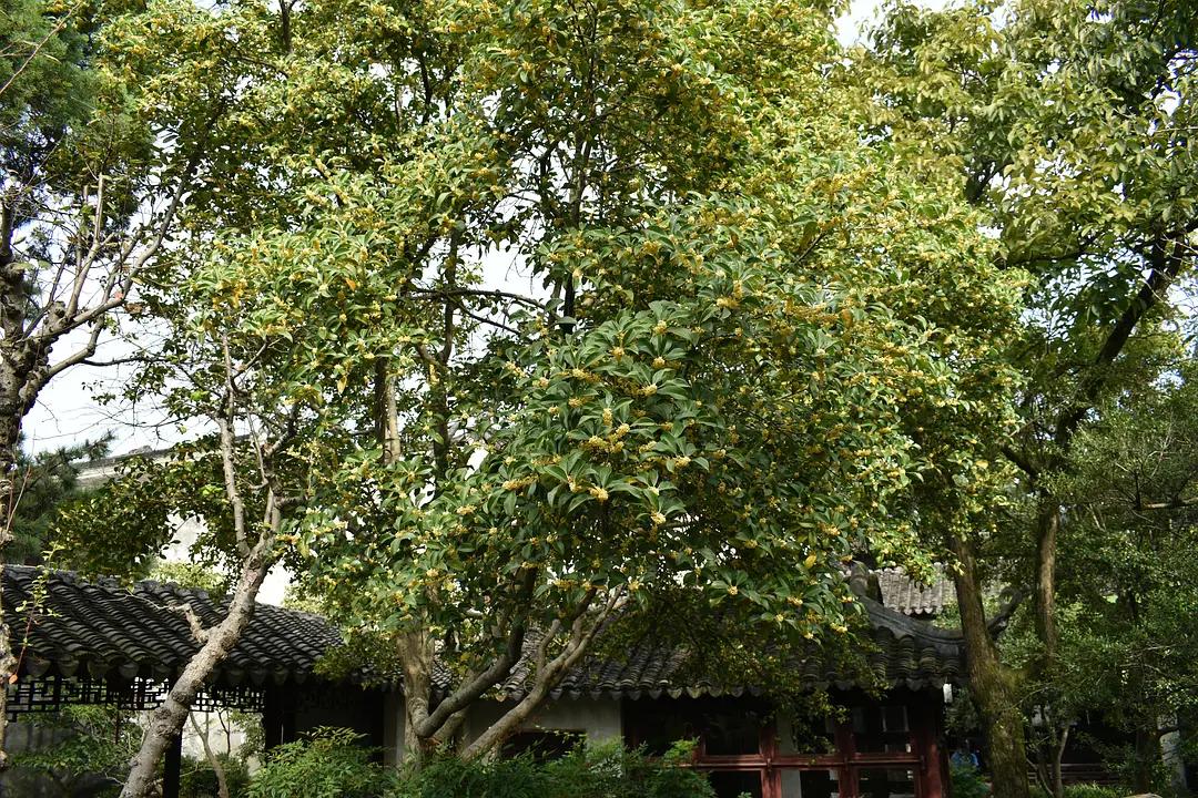 苏州城东北隅的赏桂佳处——耦园