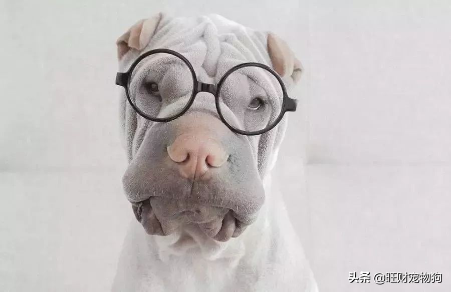 宠物狗价格表大全,宠物狗笼子图片及价格