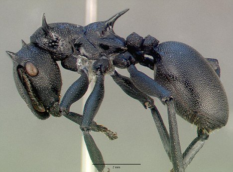 常见的蚂蚁图片,最常见的蚂蚁种类图片