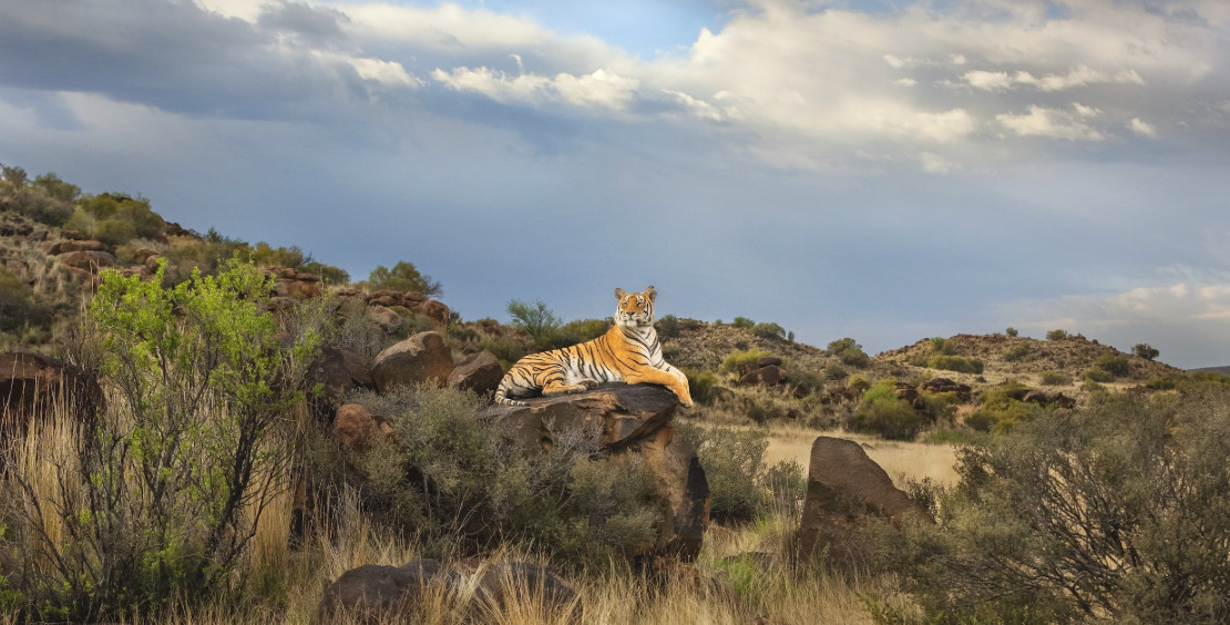 辟谣:虎入非洲*杀屠**狮群,破坏生态平衡?
