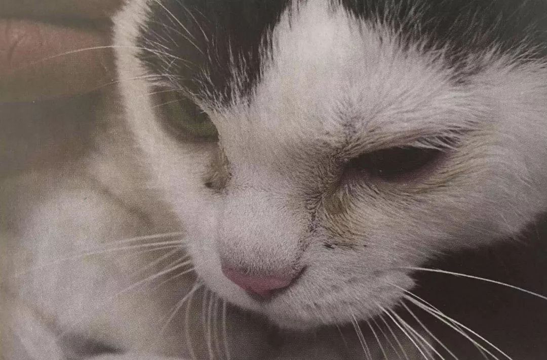 关于EGC身为铲屎官的你知多少？各种皮肤病都可能是EGC！