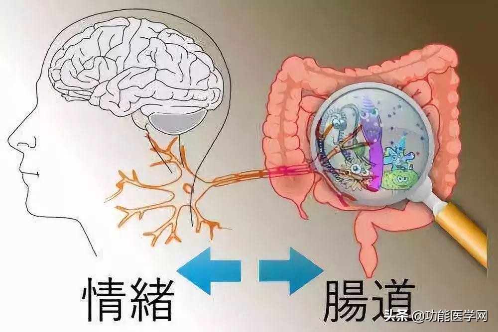 让人着迷的元素,微生物脑肠轴介绍