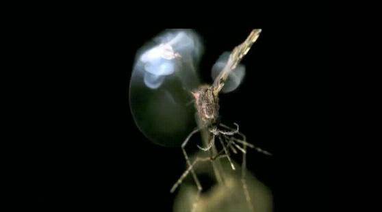 比尔盖茨灭蚊,盖茨超十亿只蚊子被释放抗疟神器