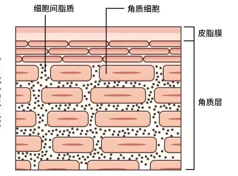 精华水和精华乳区别在哪里,精华水和精华液精华乳的区别