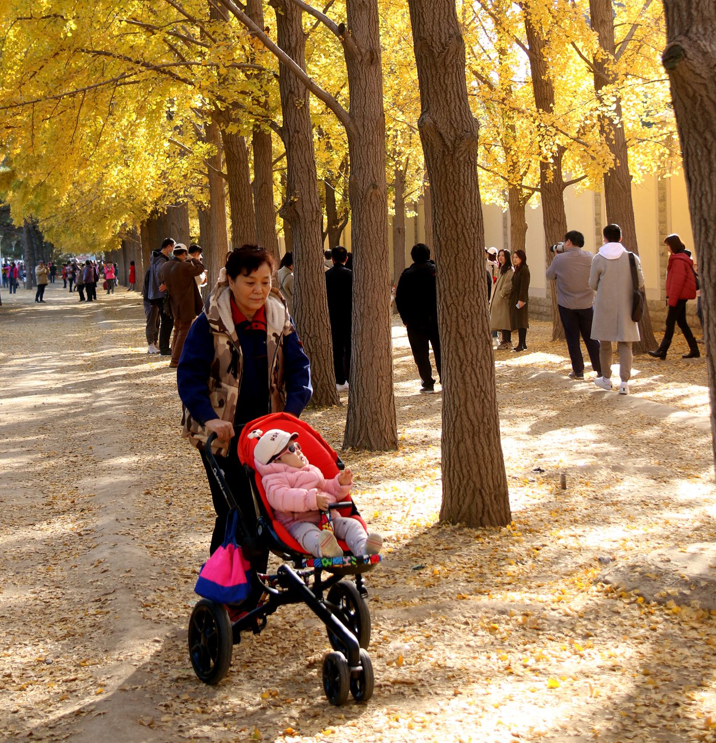 北京钓鱼台国宾馆银杏树大道,北京钓鱼台银杏大道图片