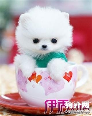 3个月茶杯泰迪犬标准肩高,茶杯泰迪犬发情出血多吗