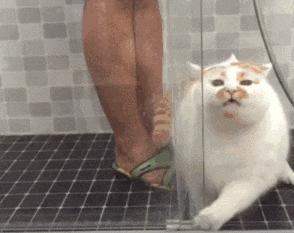 猫咪打喷嚏但不传染,猫咪过敏性打喷嚏怎么解决