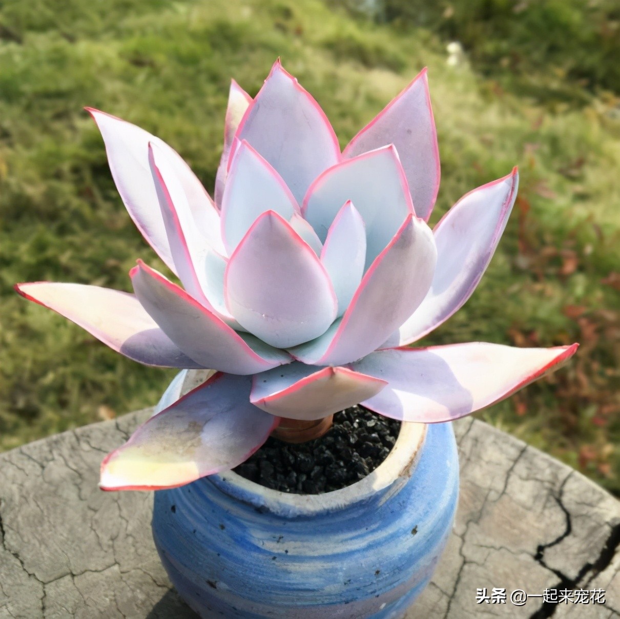 夏天刚收到的广寒宫怎么养,广寒宫夏季好养吗