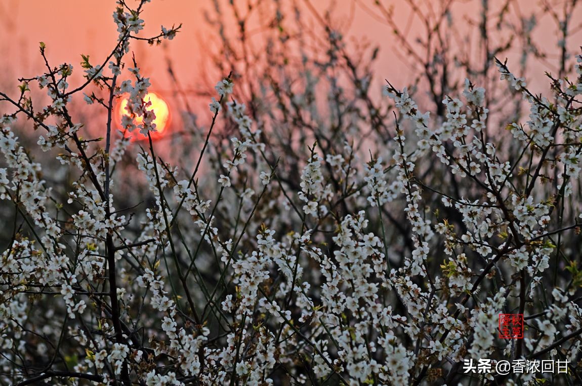 绍兴王坛香雪梅海景区照片,踏雪寻梅王梅