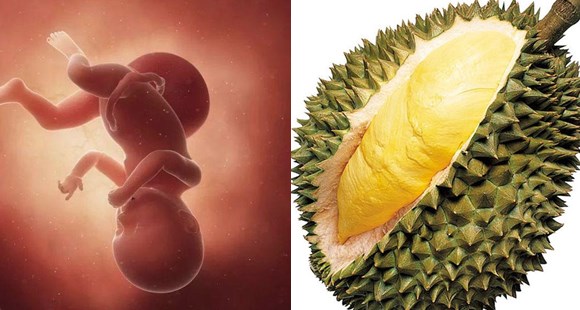 1-40周胎儿发育水果对比图,孕期1-40周胎儿图