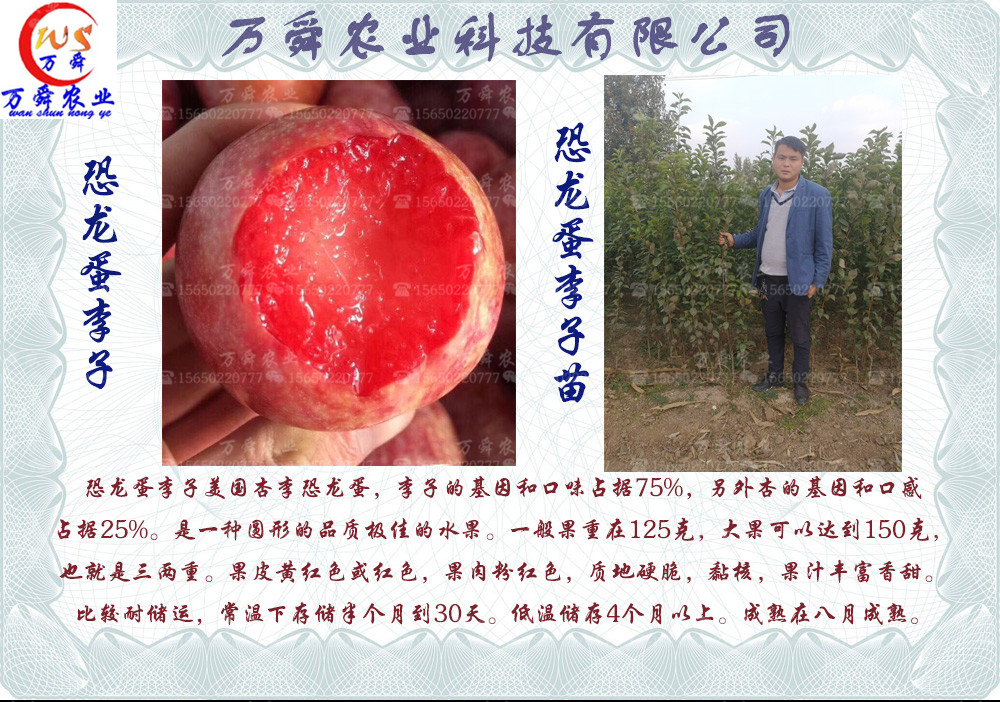 恐龙蛋李子苗繁育基地,恐龙蛋李子苗品种大全