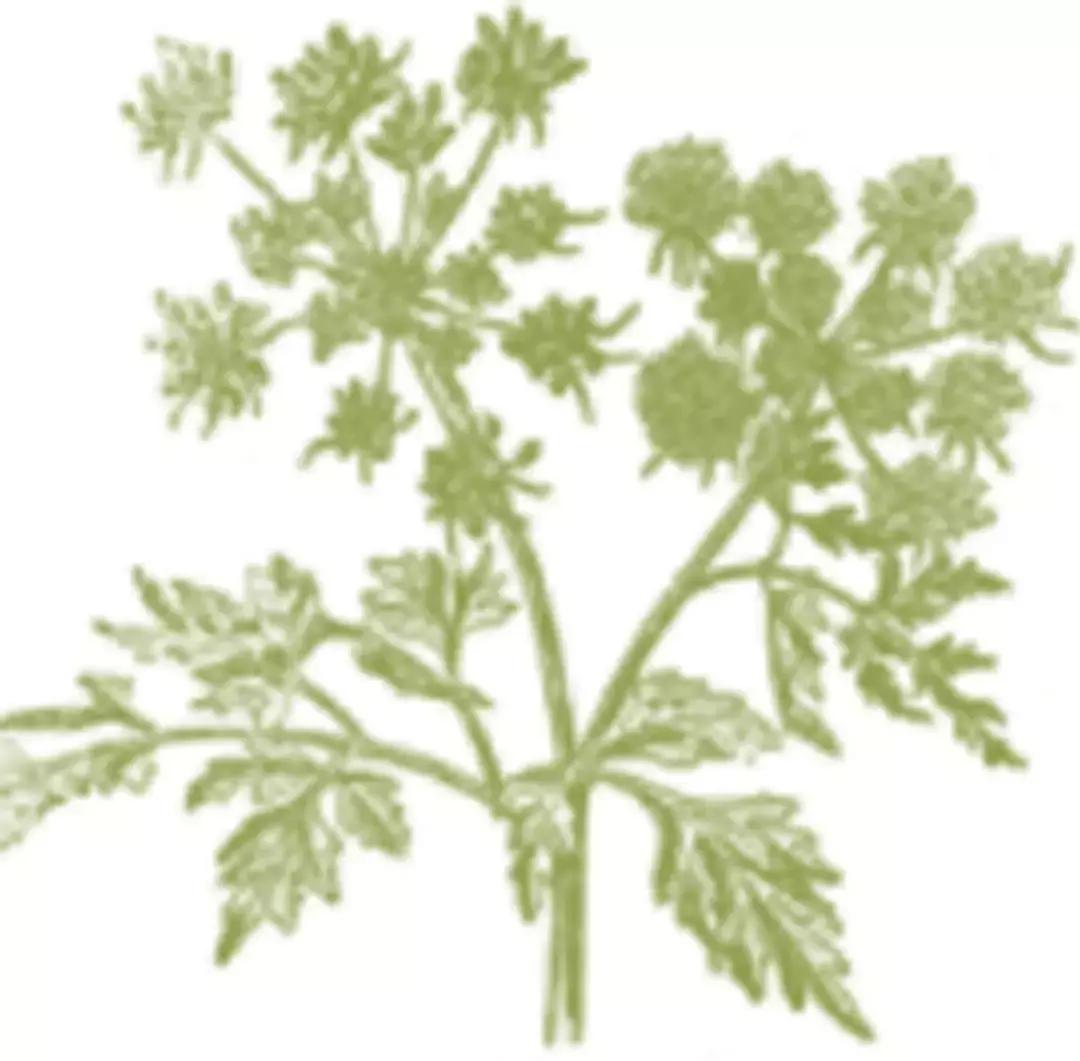 中医优势病种诊疗方案总结,24个专业105个病种中医诊疗方案