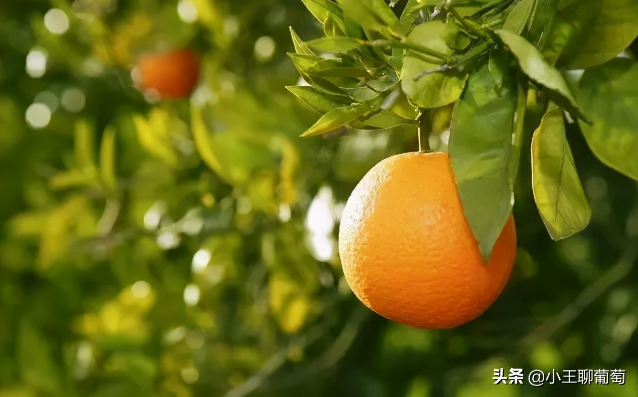 磷酸二氢钾假货是肥效不够吗,假的磷酸二氢钾纯度99和98的区别