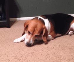 澳洲狗子吸毒,澳大利亚流浪狗