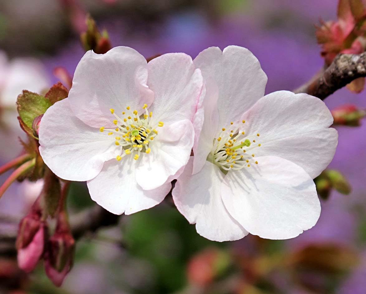 一年一度的樱花大赏,一年一度赏樱花季节又到了