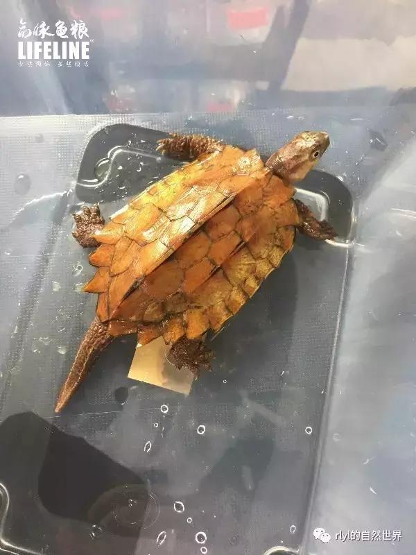 枫叶龟品种及图片大全,地龟和枫叶龟的区别