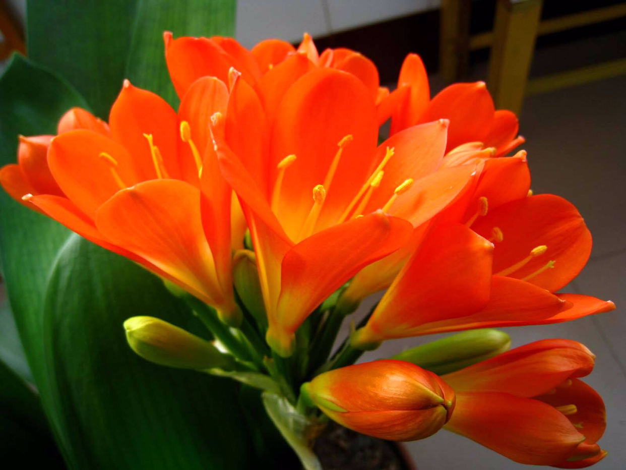 在给君子兰换盆时你的方法正确吗,君子兰换盆的最佳时间和方法图片