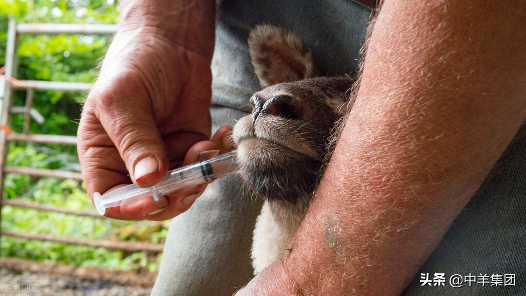 羊患有尿结石，这些方面要注意