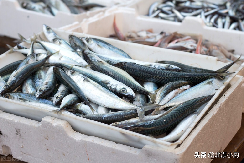 哪些海鱼是纯野生的人工饲养不了,人工养殖海鱼和野生海鱼