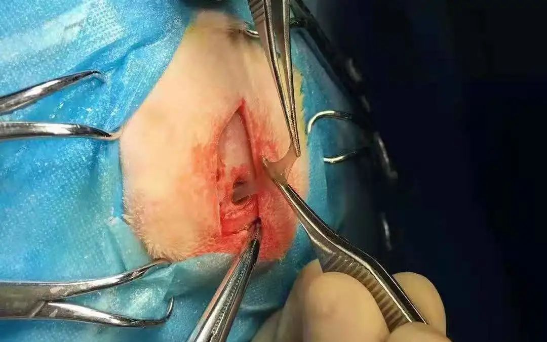 猫咪额头突然肿起来到底是什么原因导致的？你知道吗