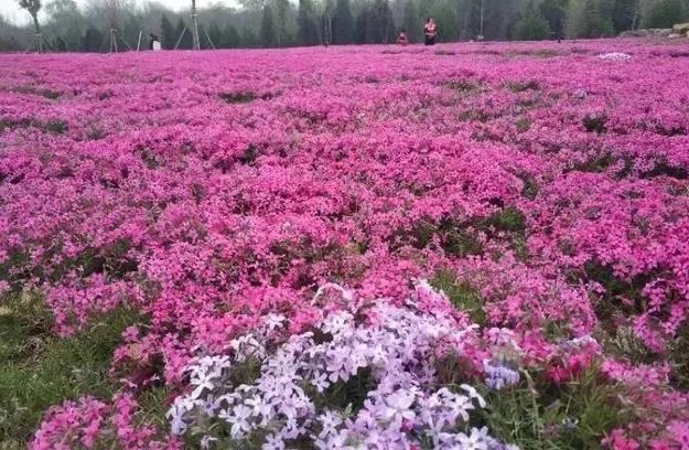 附近免费景点踏青网红打卡地,北京周边的四季花海