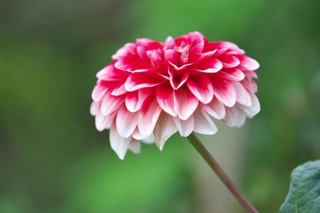 双鱼女无法抗拒的类型,12星座女让男人无法抗拒的魅力