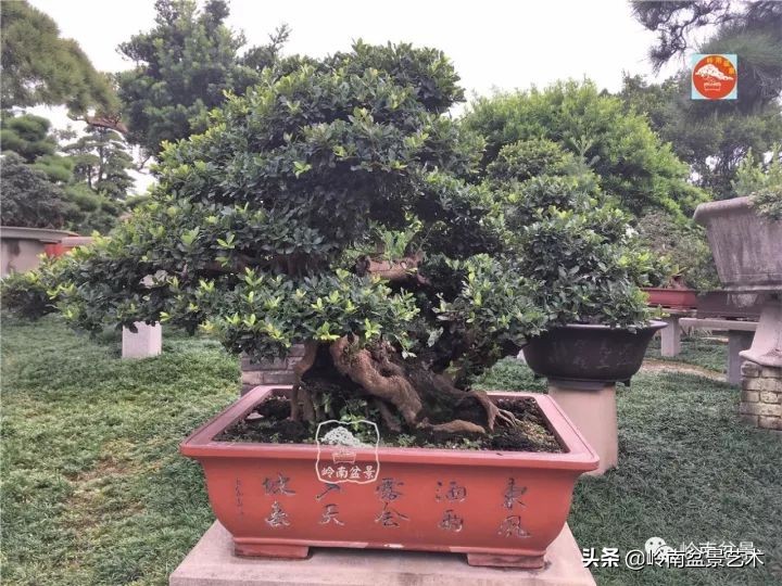 中华蚊母盆景造型,中华蚊母盆景价格