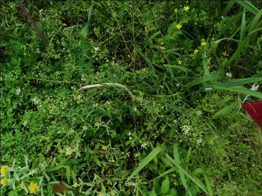 陌上花开,彩蝶翻飞,蜜蜂采蜜,这是一阙美丽的《蝶恋花》