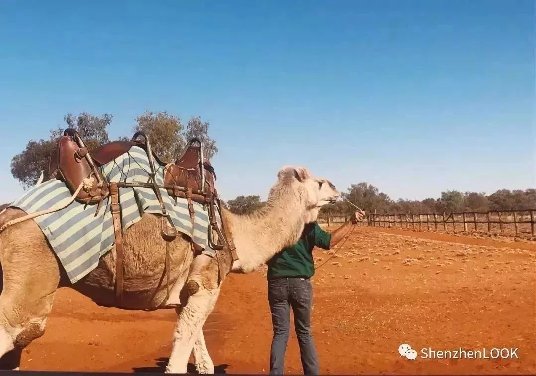 盼了1年！南山新地标“塞纳河”惊艳露面