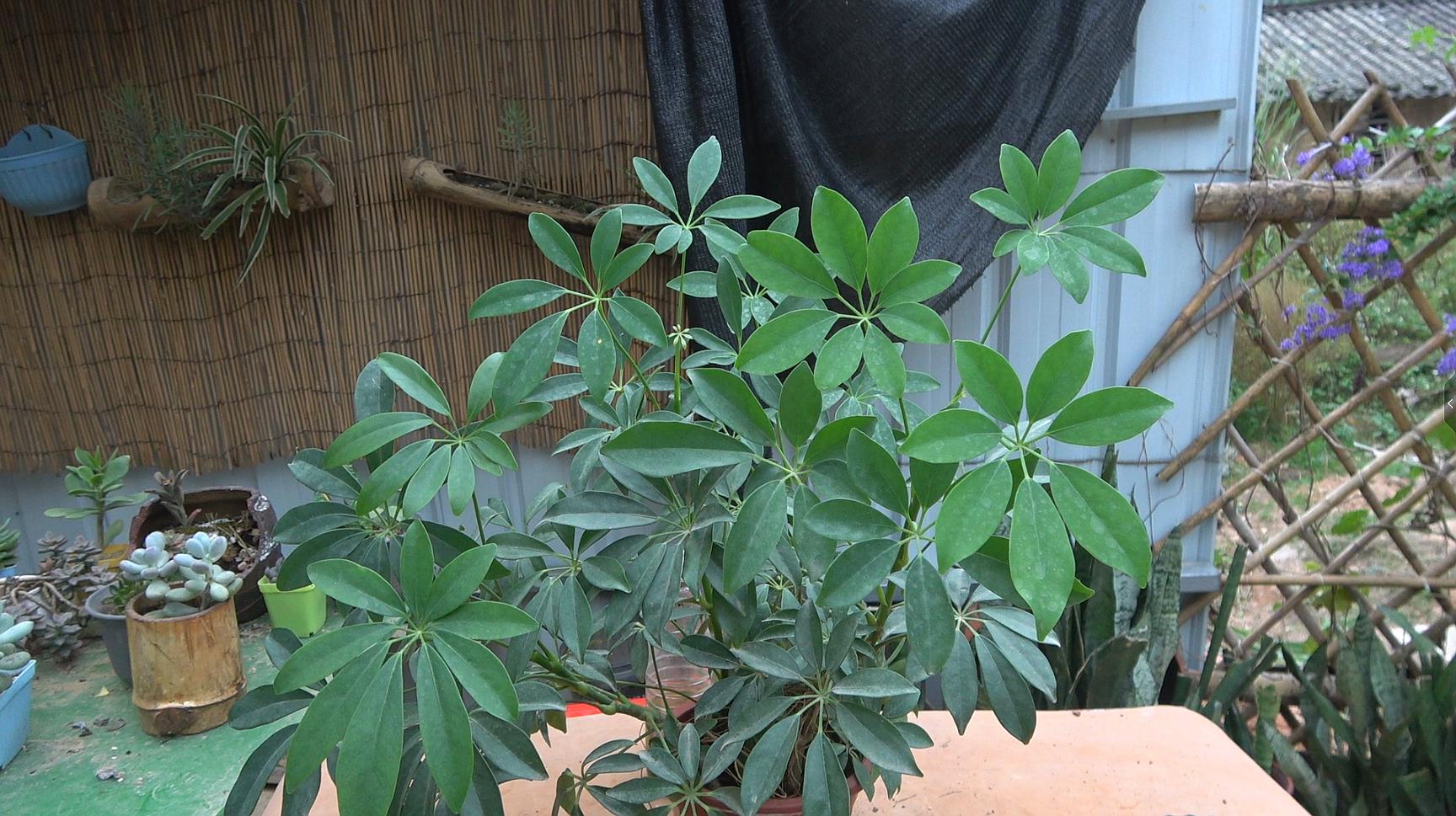 鸭掌木风水寓意,鸭掌木植物寓意