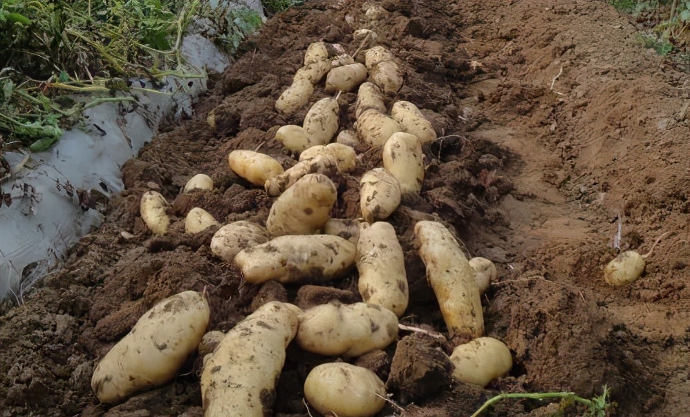 土豆很多小疙瘩是什么原因,怎么让土豆少结薯