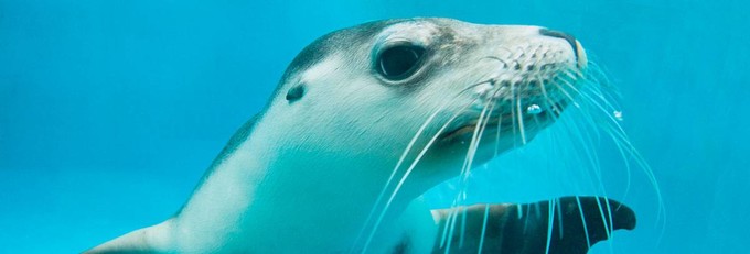 悉尼塔龙加动物园游玩攻略,悉尼塔龙嘉动物园游记