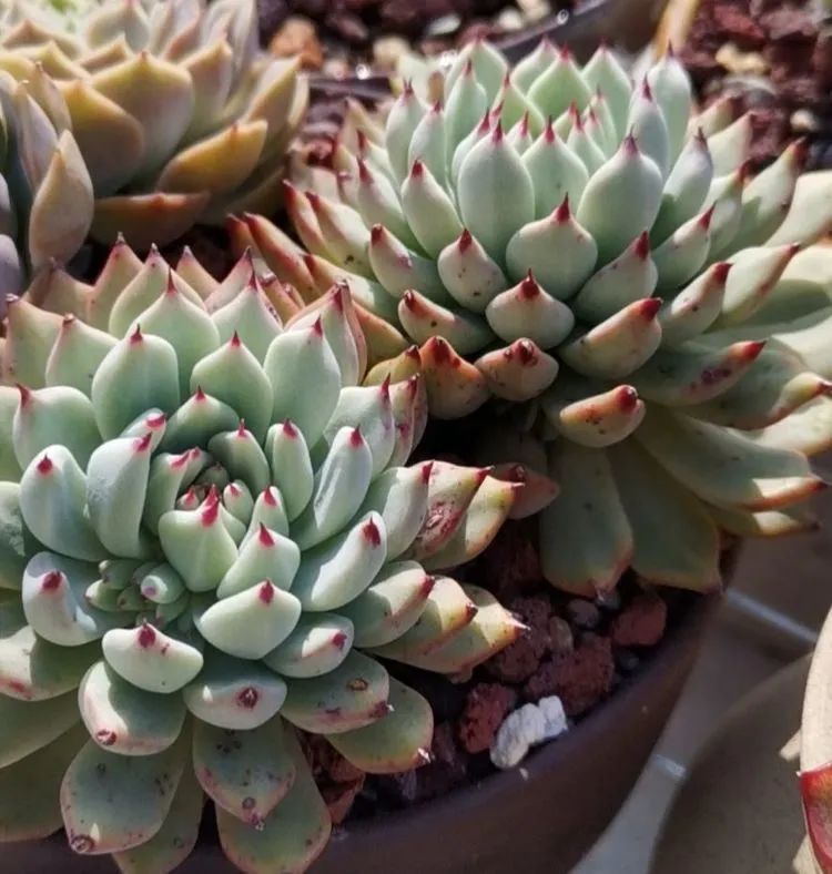 养多肉植物修身养性,多肉的习性和日常养护方法