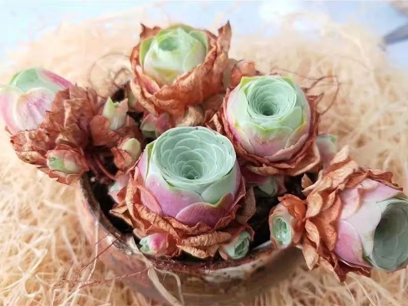 什么品种玫瑰花最好养,永不凋谢的绿玫瑰图片