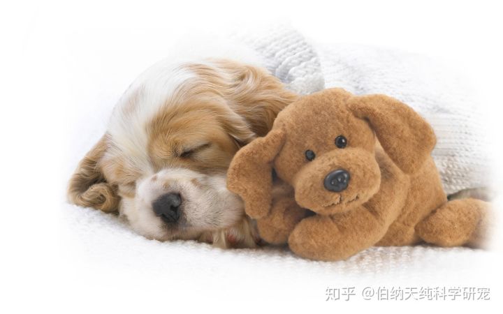 狗狗为什么会做噩梦？竟与癫痫有关！