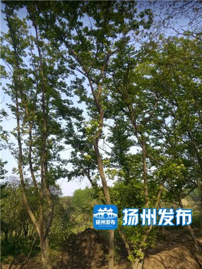 扬州北湖湿地公园什么时候开放,扬州绿杨湖湿地公园在哪里