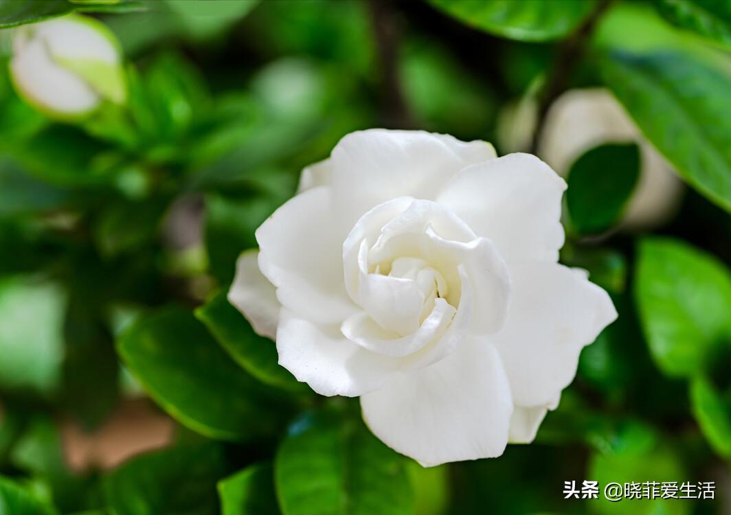 用它来养花,拿水直接养的花