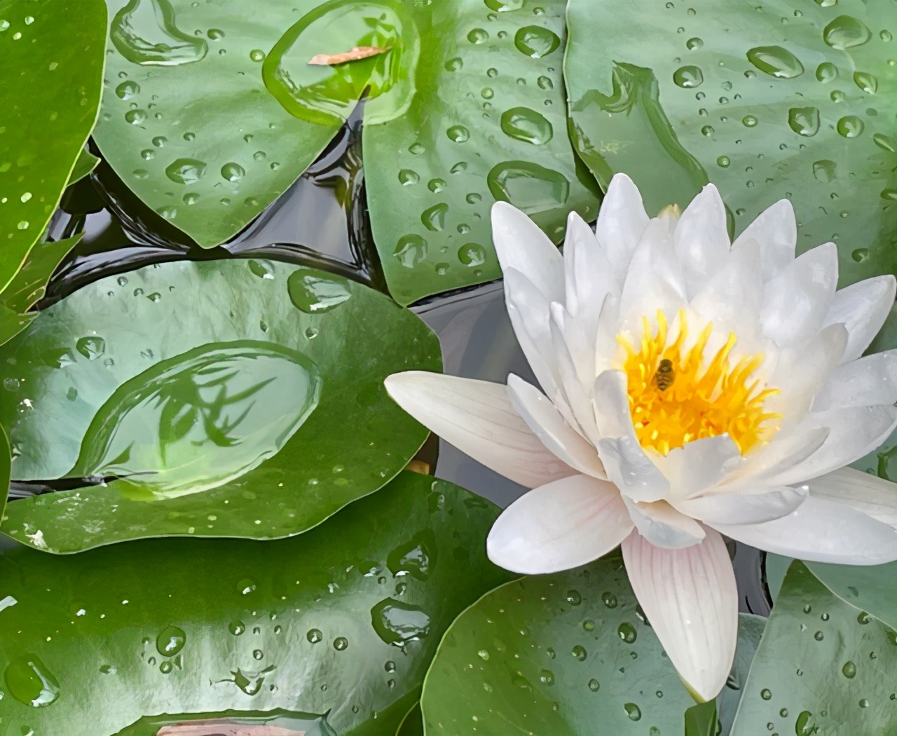 天津春天适合游玩的公园,天津市内适合冬季玩耍的公园