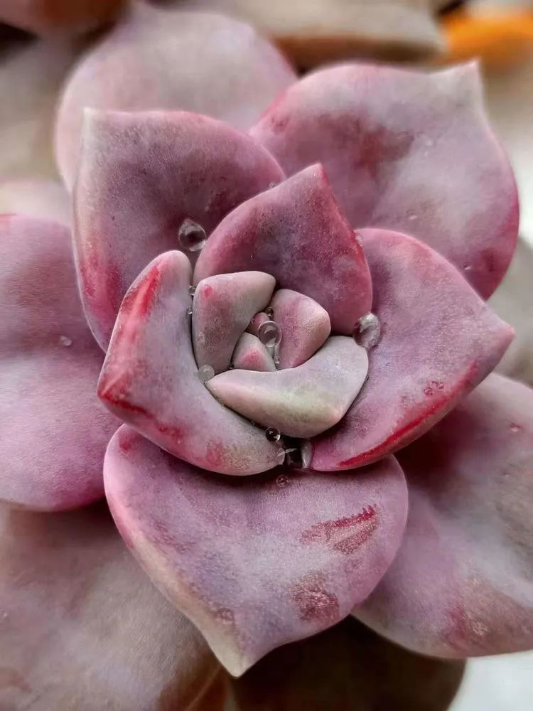 多肉砍头的怎么养,多肉怎么砍头才能爆发